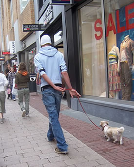 Uitgaan in Arnhem kan ook samen met de hond Uitgaan in Arnhem kan ook samen met de hond
